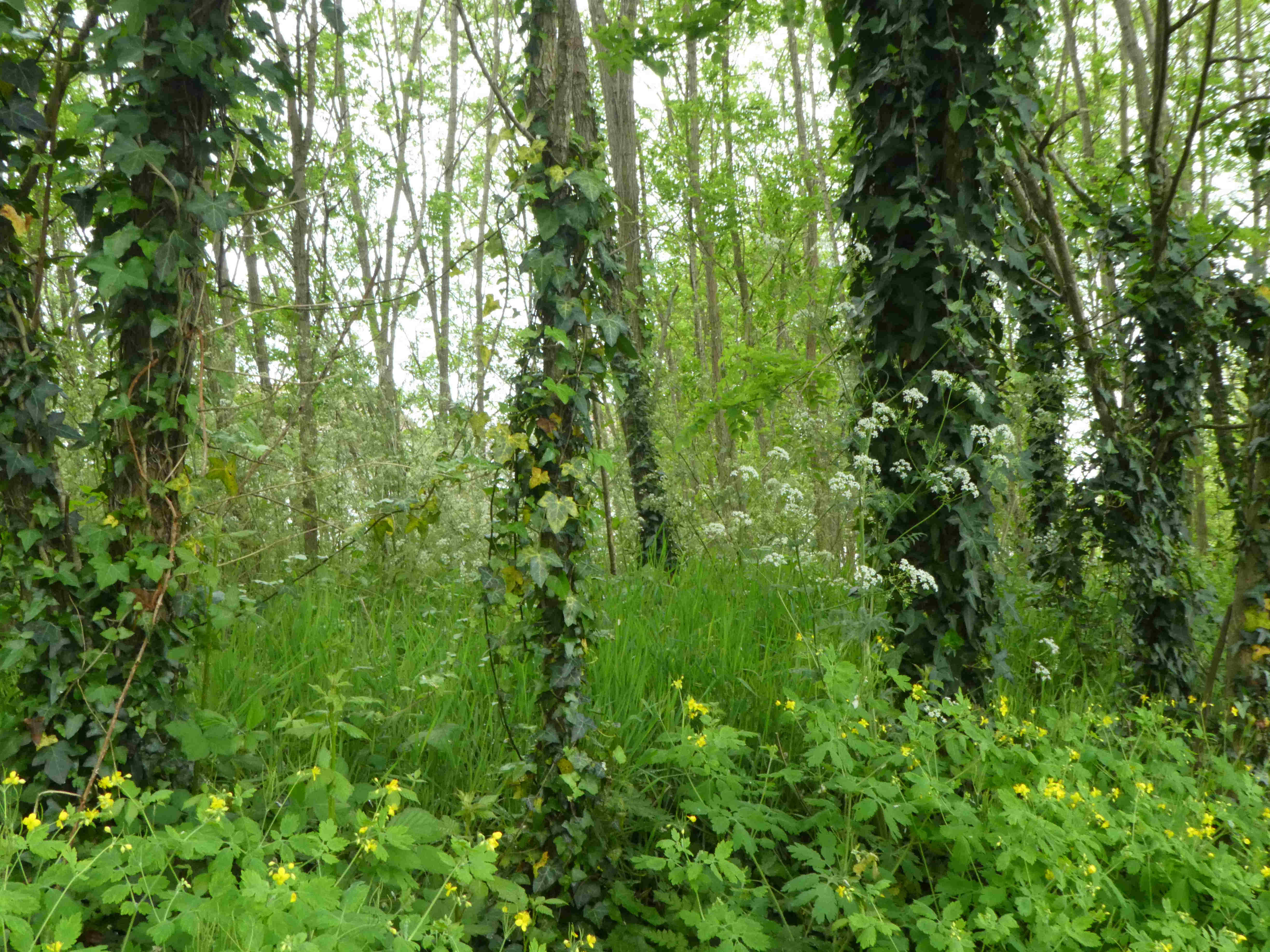 Annexe biodiversité.JPG