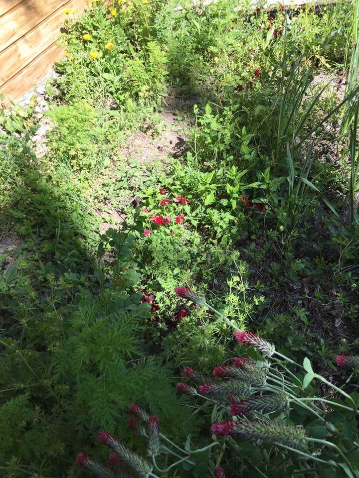 Annexe bout de jardin.jpg