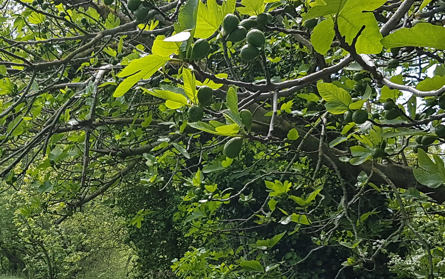 Annexe Photo Biodiversité.jpg