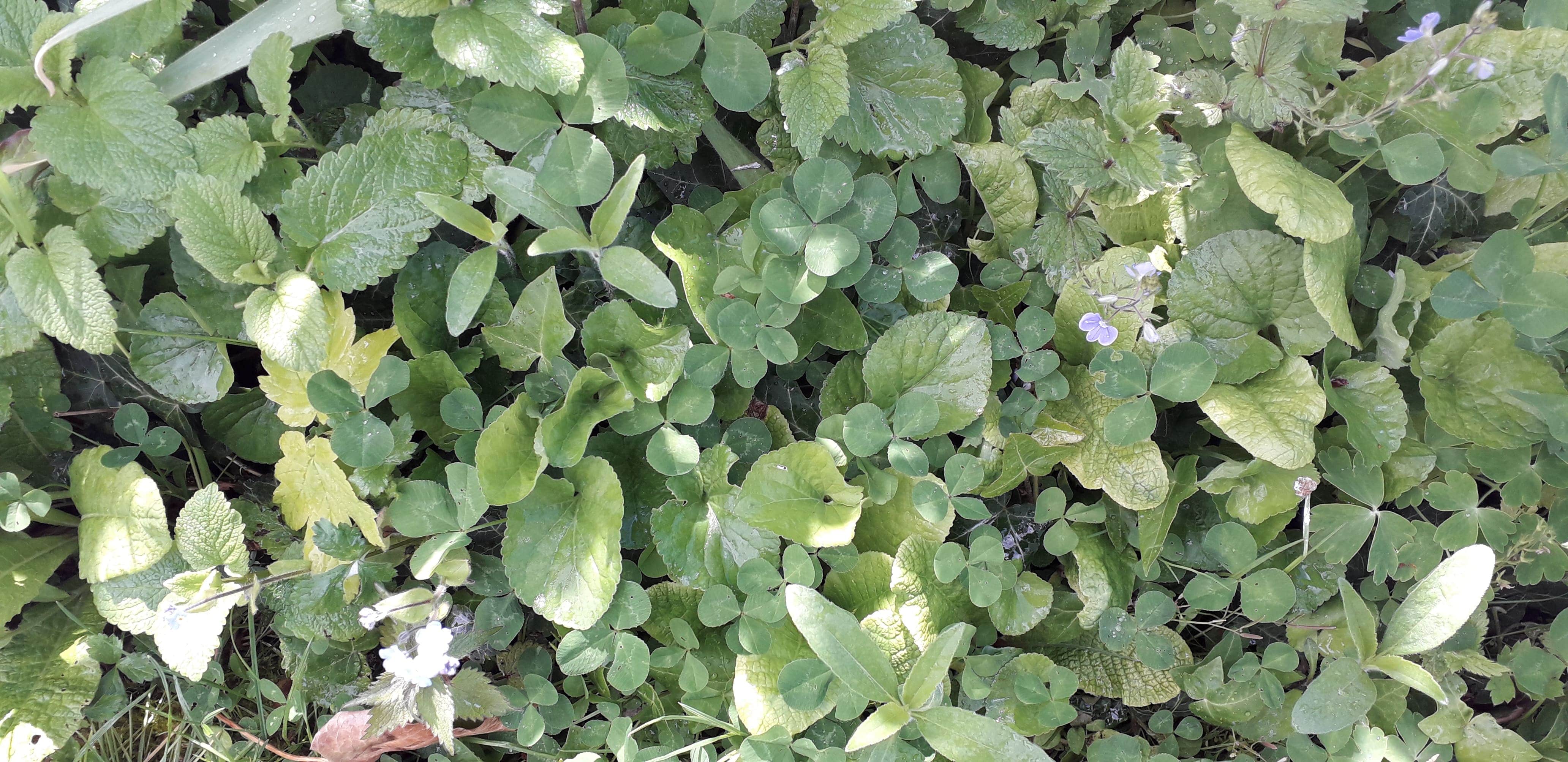 Annexe 20200430_143859-min-min.jpg