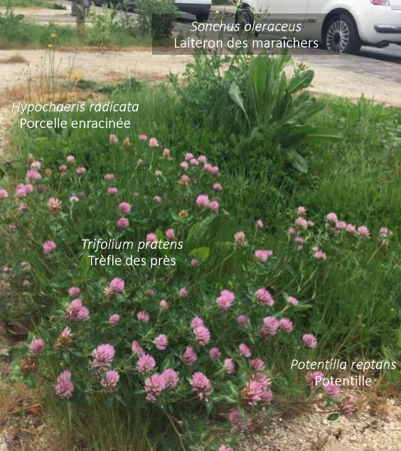 Annexe végatationpiedarbre.png