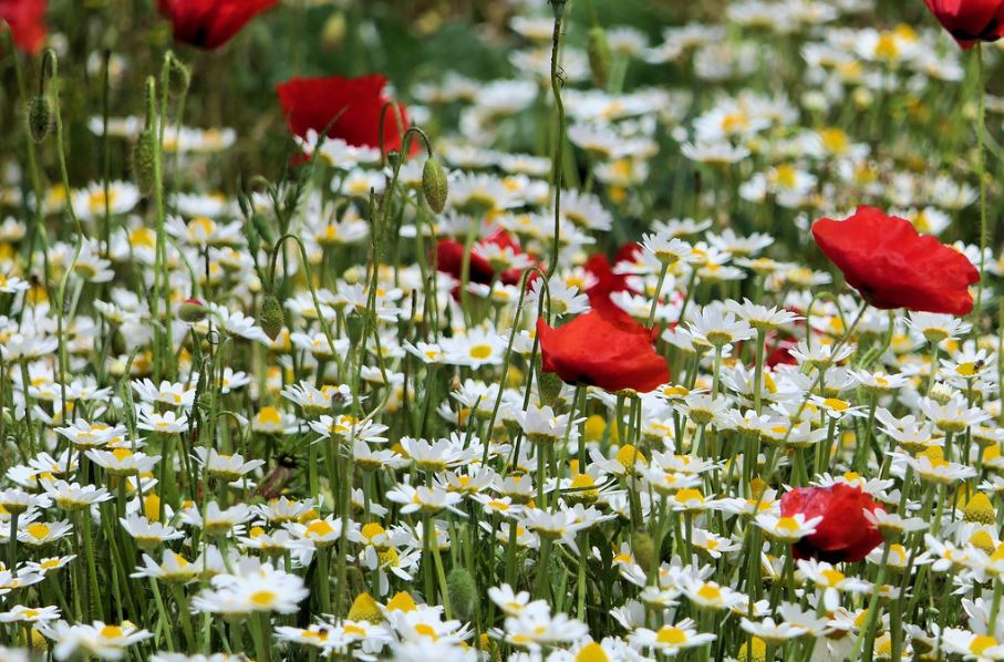 Annexe ChampsFleurs.JPG