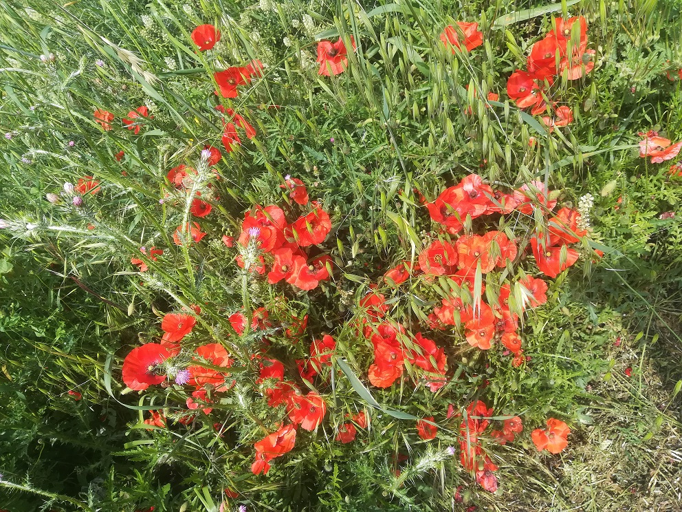 Annexe IMG_20200430_135704.jpg