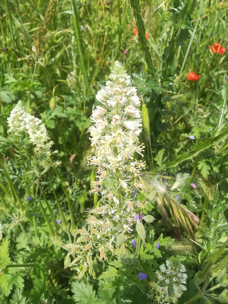 Annexe IMG_20200430_135807.jpg