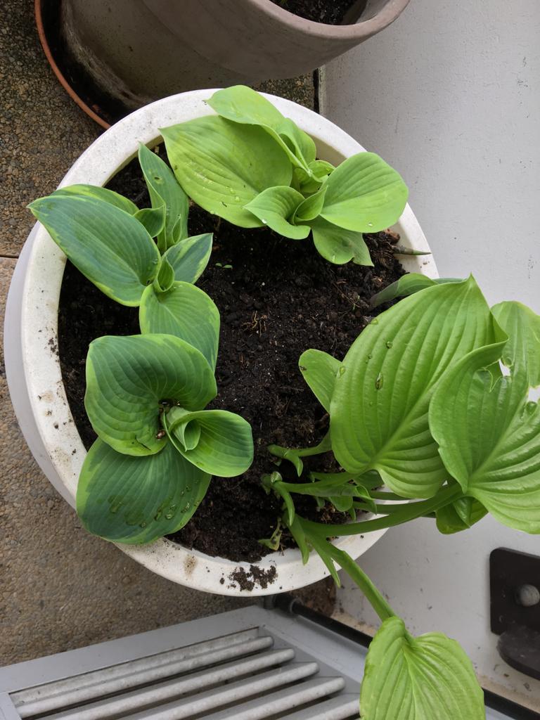 Annexe hostas