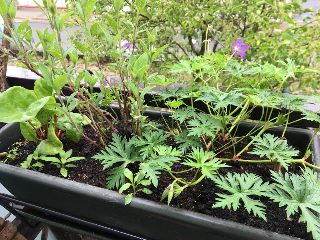 Annexe oseille sauge et géranium.jpeg