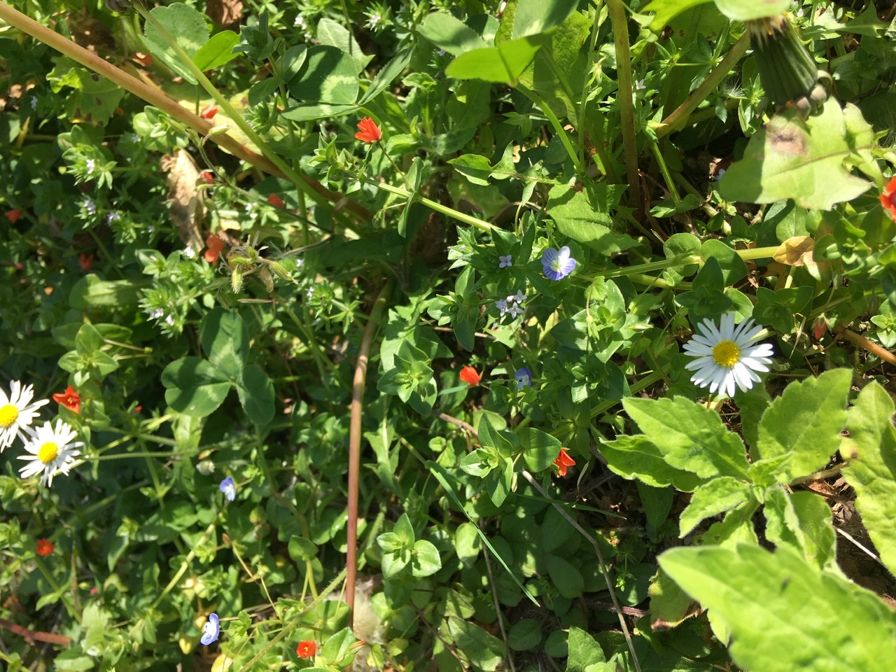 Annexe Biodiversité Asnières sur Seine 92.jpeg