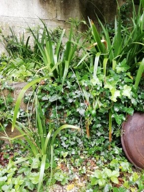 Annexe biodiversité jardin.jpg