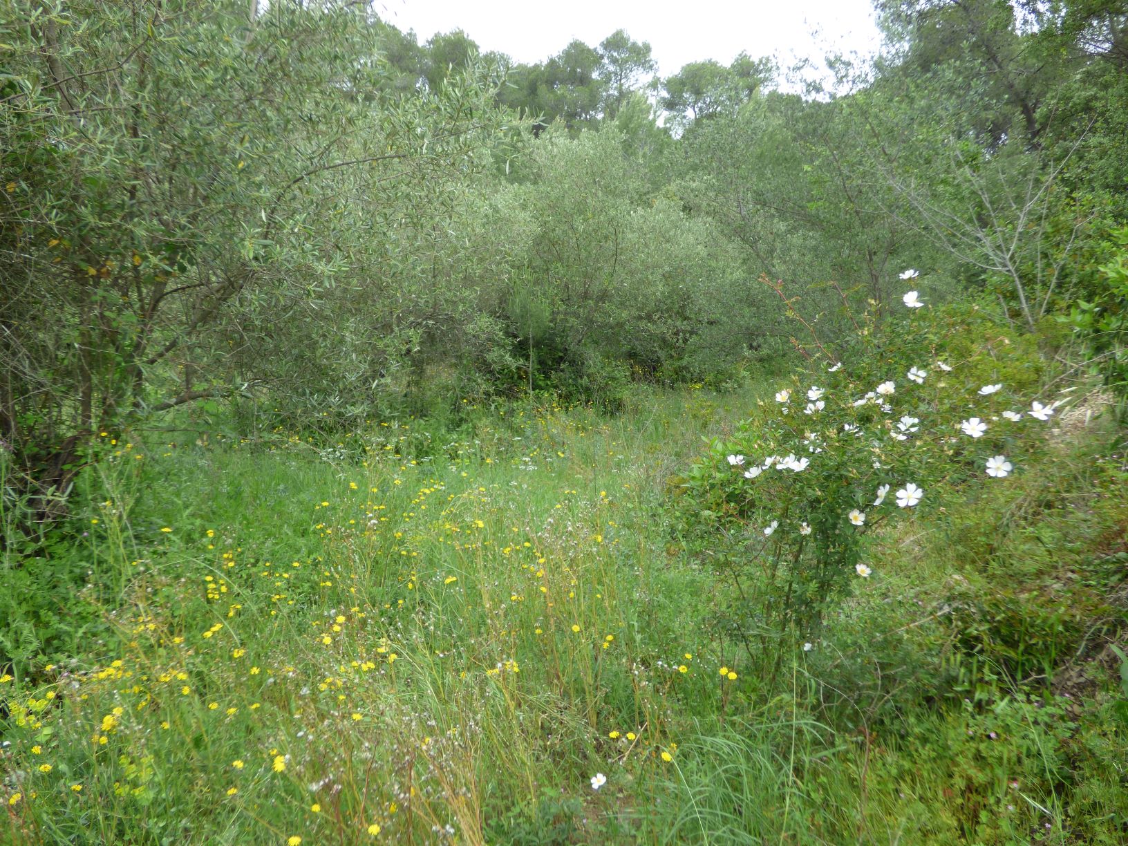 Annexe Biodiversité.JPG