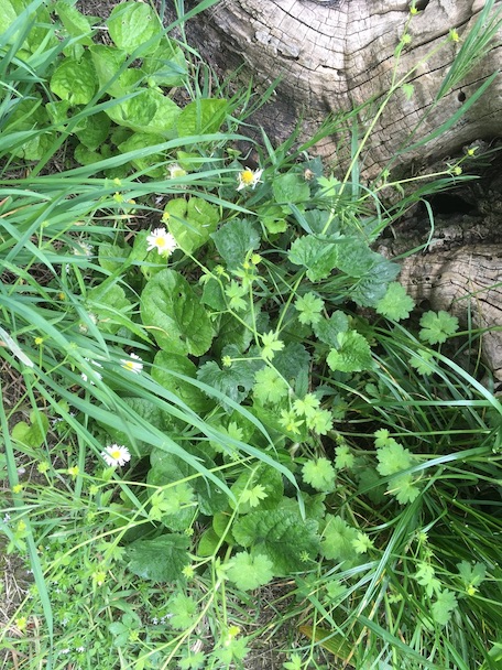 Annexe Coin de pelouse.jpg