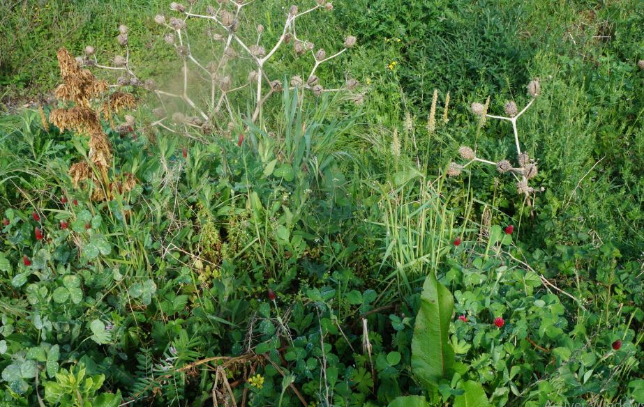 Annexe biodivercité 1.JPG