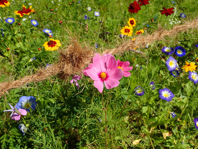 Annexe 29365987281_6c5615b215_z.jpg