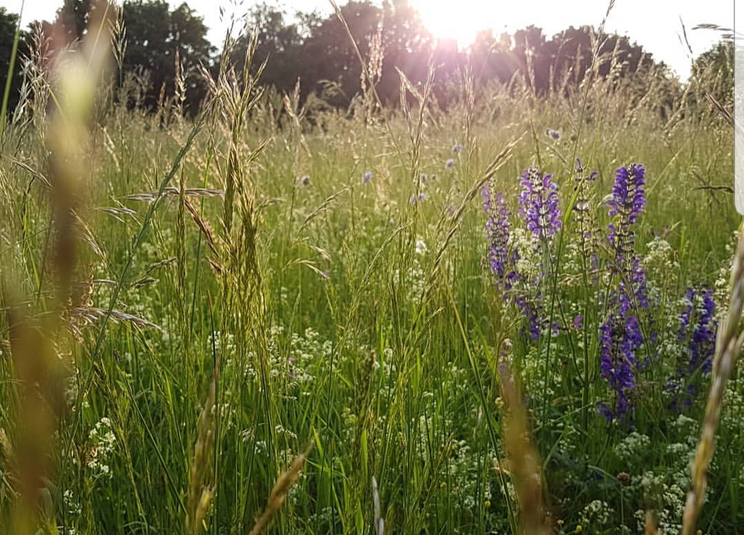 Annexe 20200501_183508.jpg