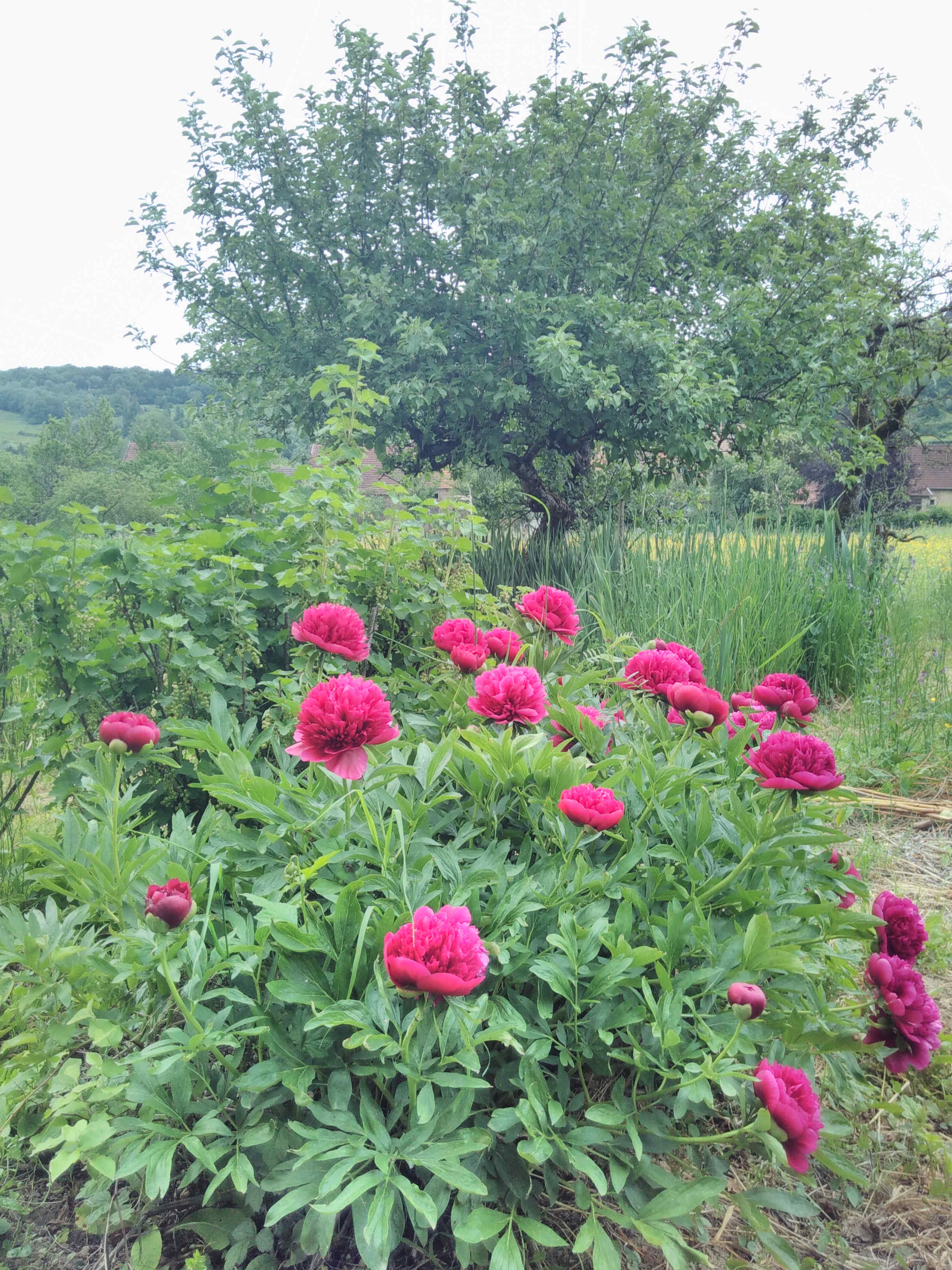 Annexe jardin-ruisseauJagey_05-18.jpg