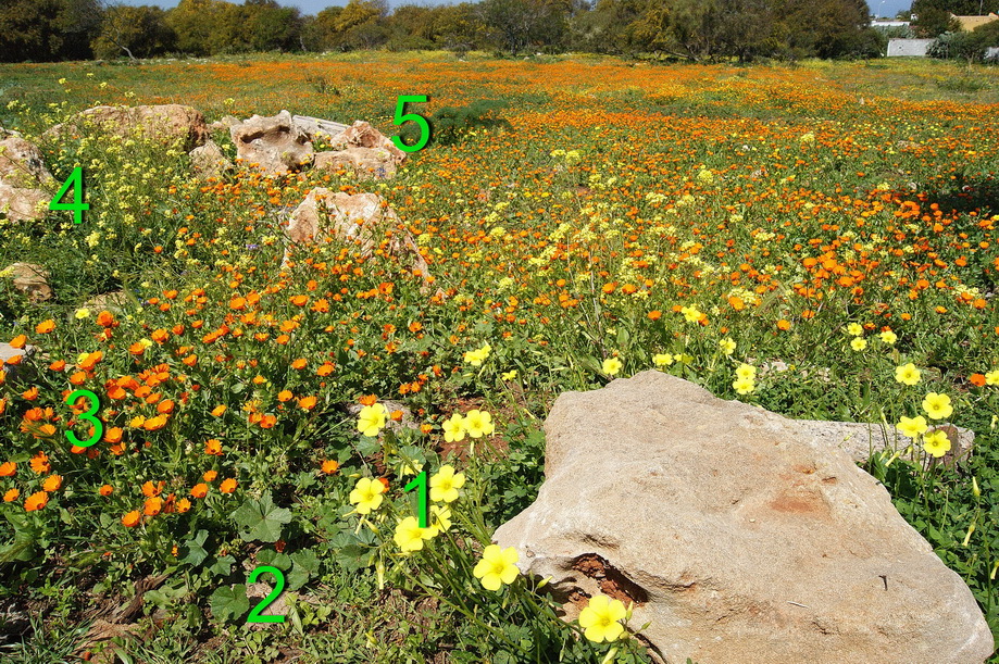 Annexe Soucis et oxalis Skhirat 2.jpg