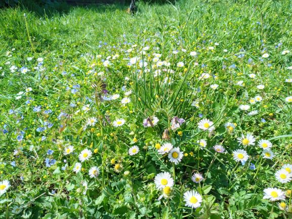 Annexe 20200502_151131.jpg