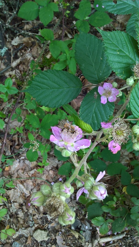 Annexe WP_20180722_16_16_31_Pro_LI-004.jpg