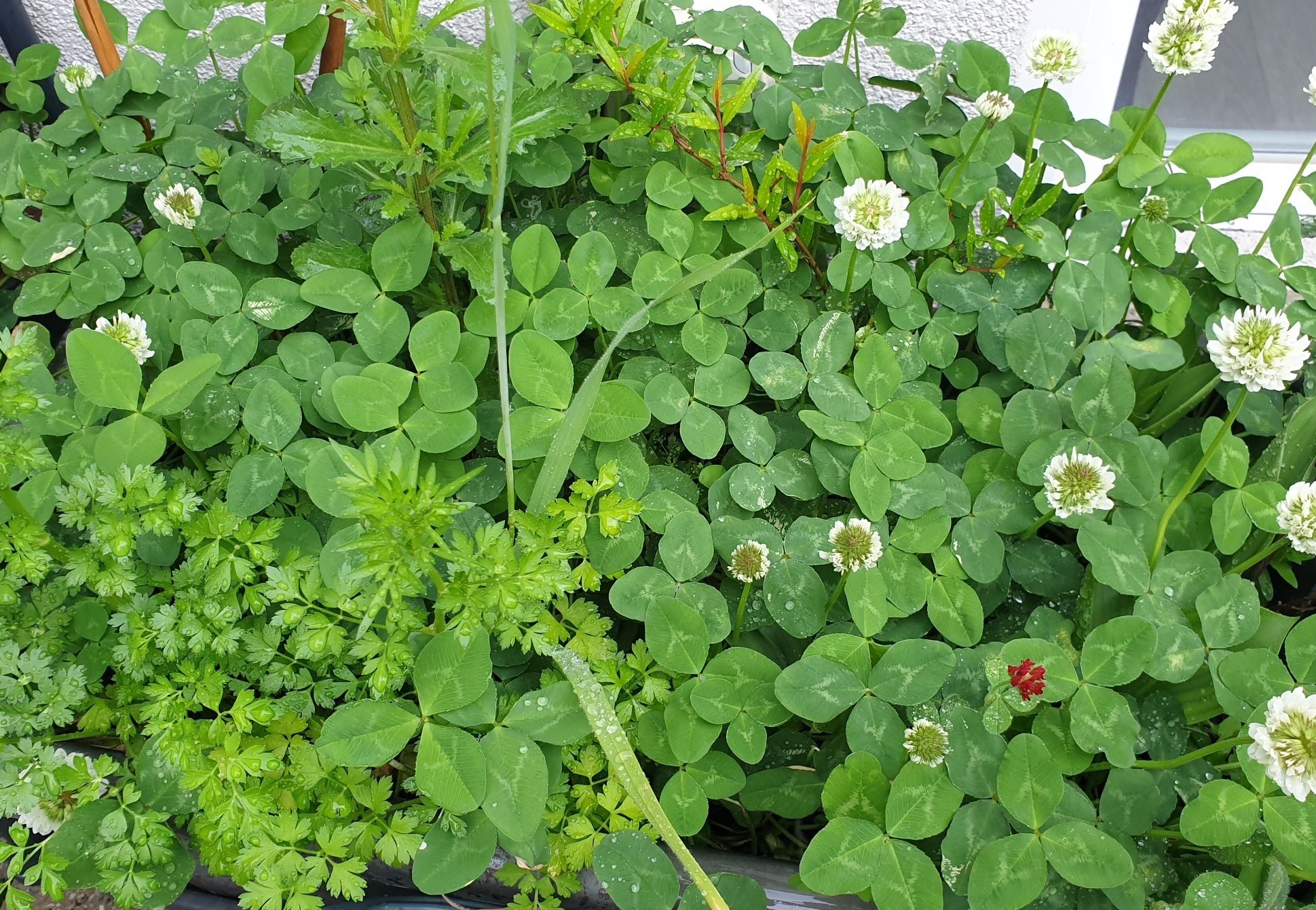 Annexe Bac à fleurs.jpg