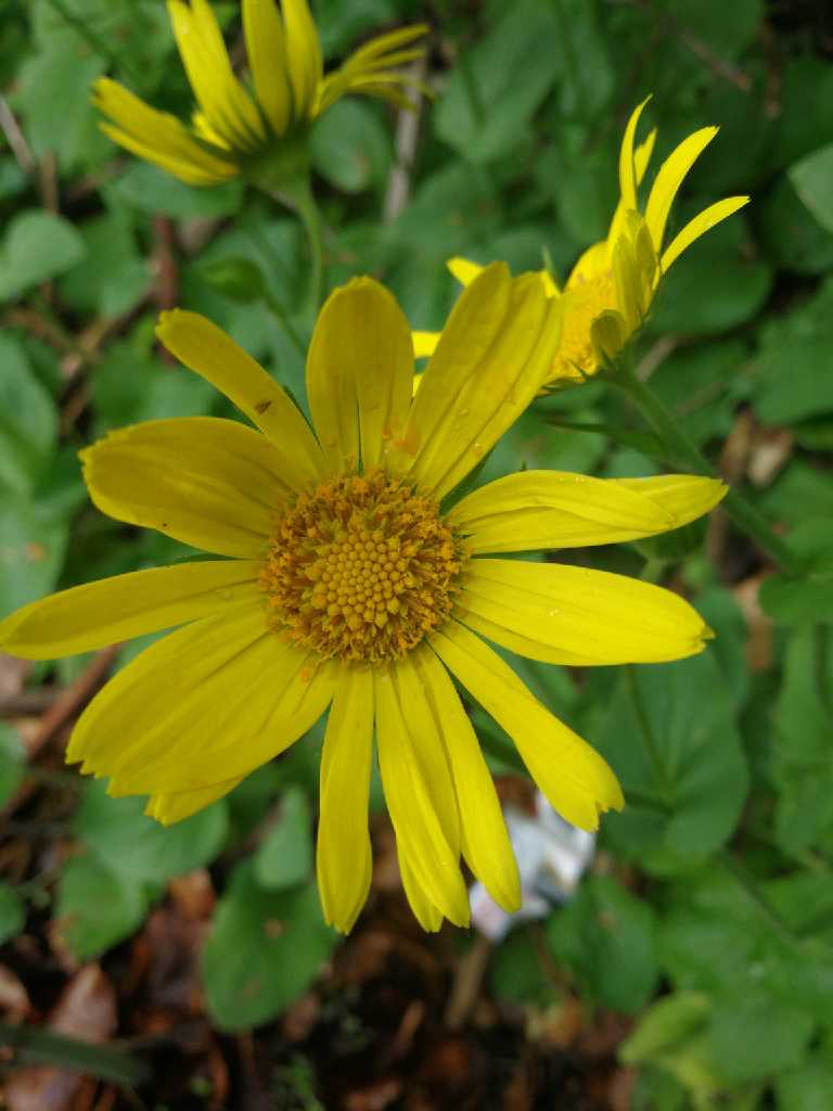 Annexe thumb_1587282235826.jpg.jpg