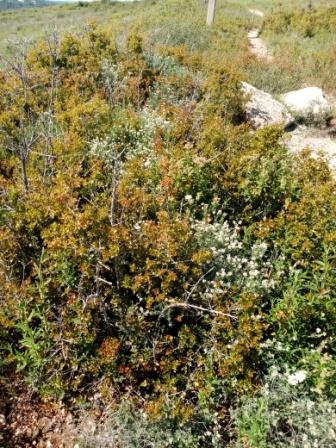 Annexe bot biodiversité.jpg