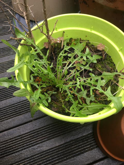 Annexe IMG_6350 (1).png