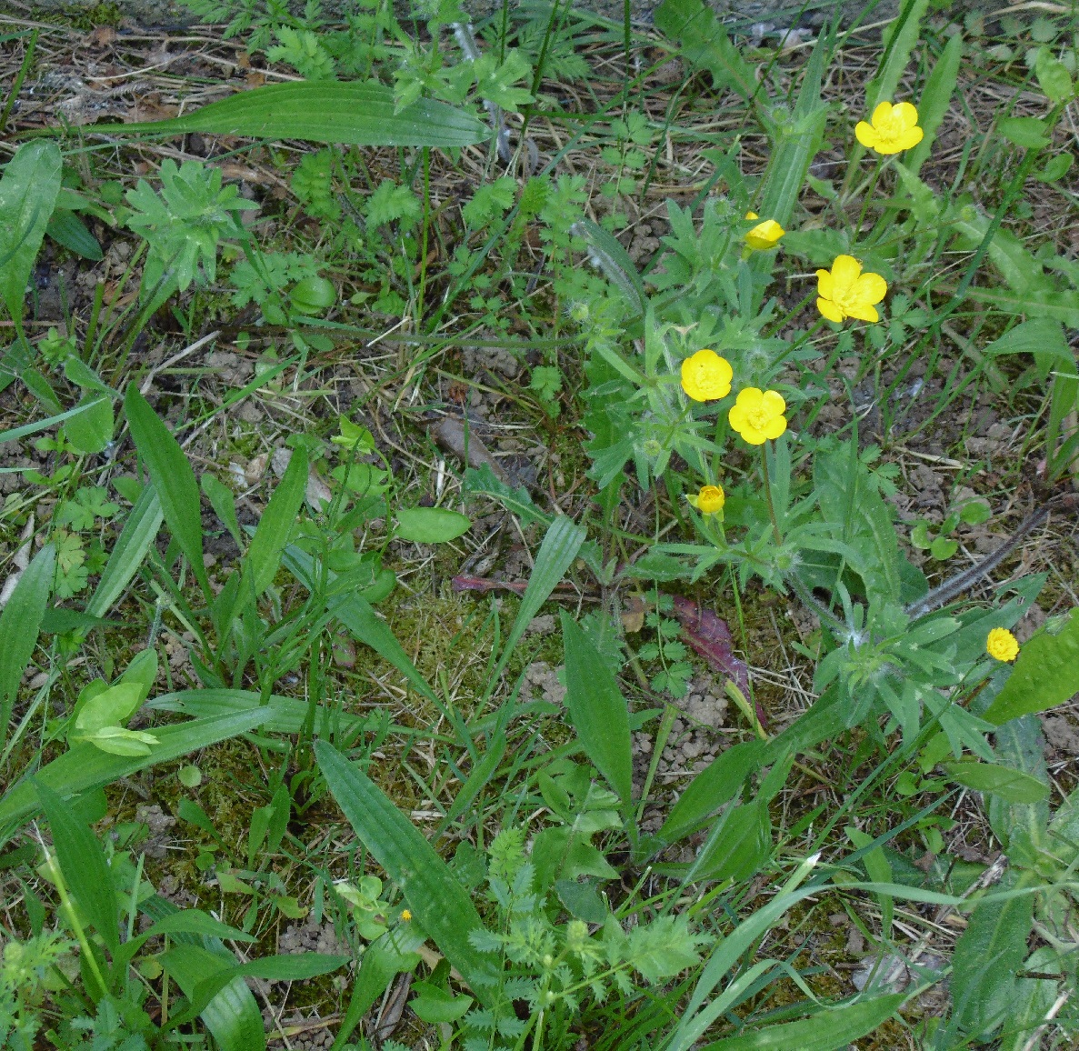 Annexe biodiversité.jpg
