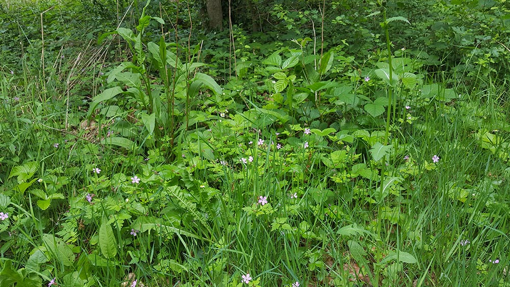 Annexe diversité1.jpg