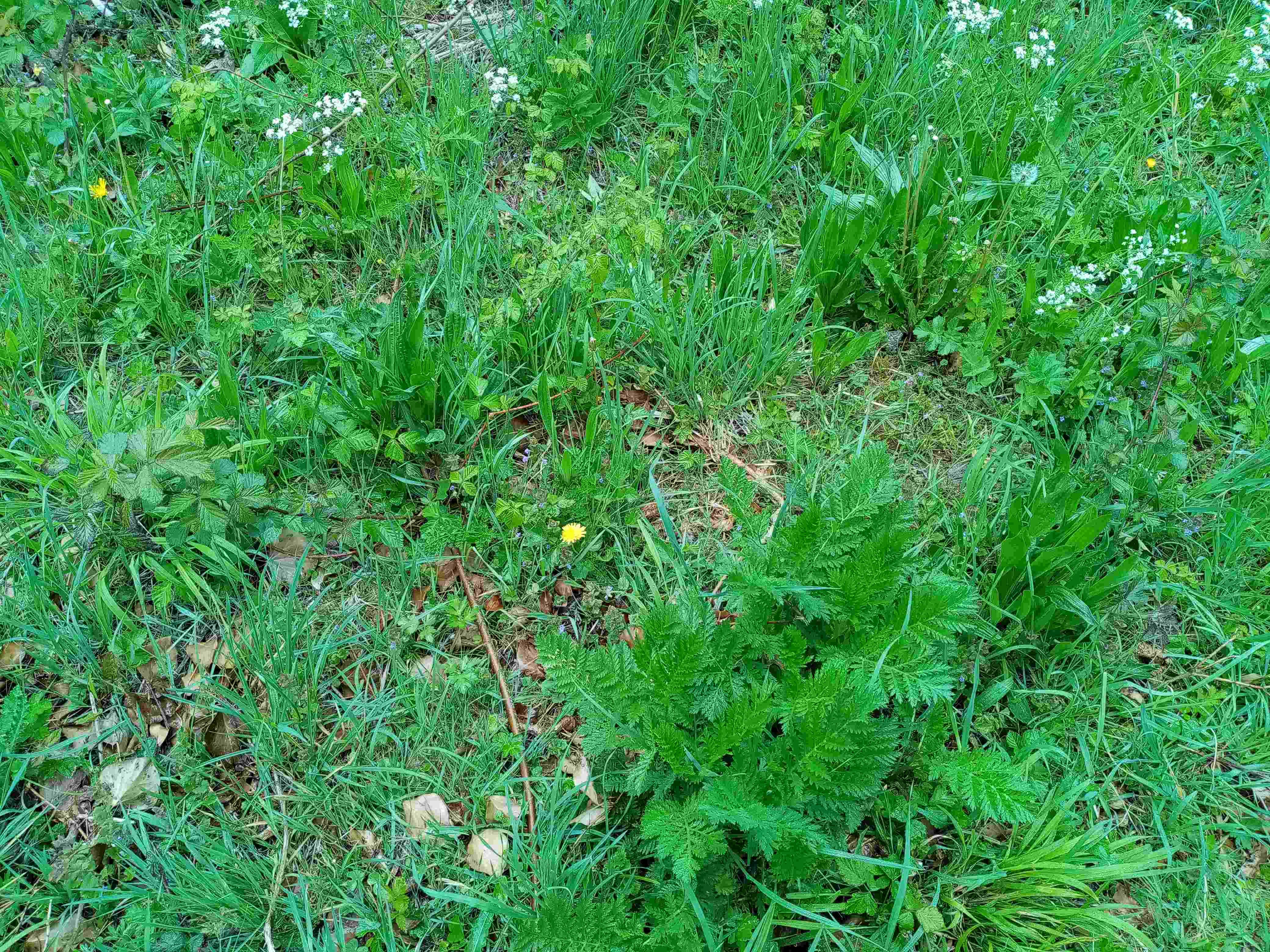 Annexe Biodiversite-saleux-80-fr-03-05-20.jpg