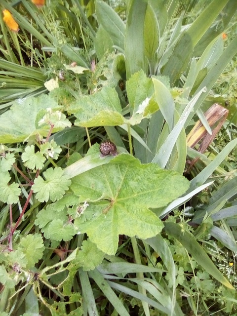 Annexe IMG_20200503_072708.jpg