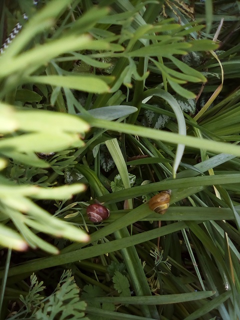 Annexe IMG_20200503_072758.jpg