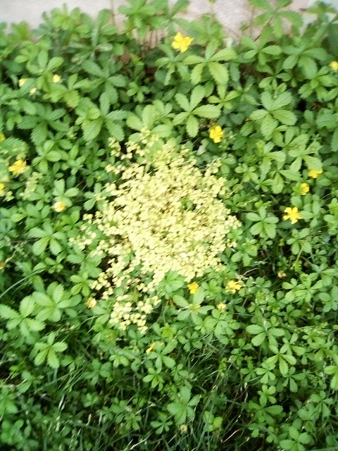 Annexe IMG_20200503_073152.jpg