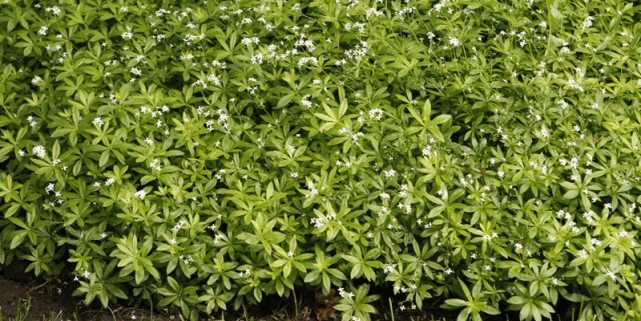 Annexe 84549-asperule-odorante-jolie-avec-sans.jpg