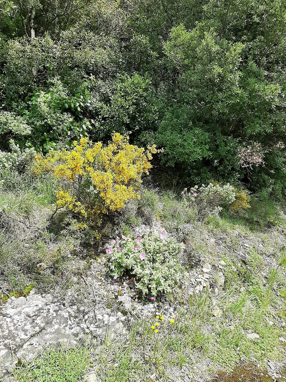 Annexe activité biodiversité.jpg