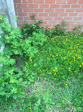 Annexe biodiversité 1.jpg