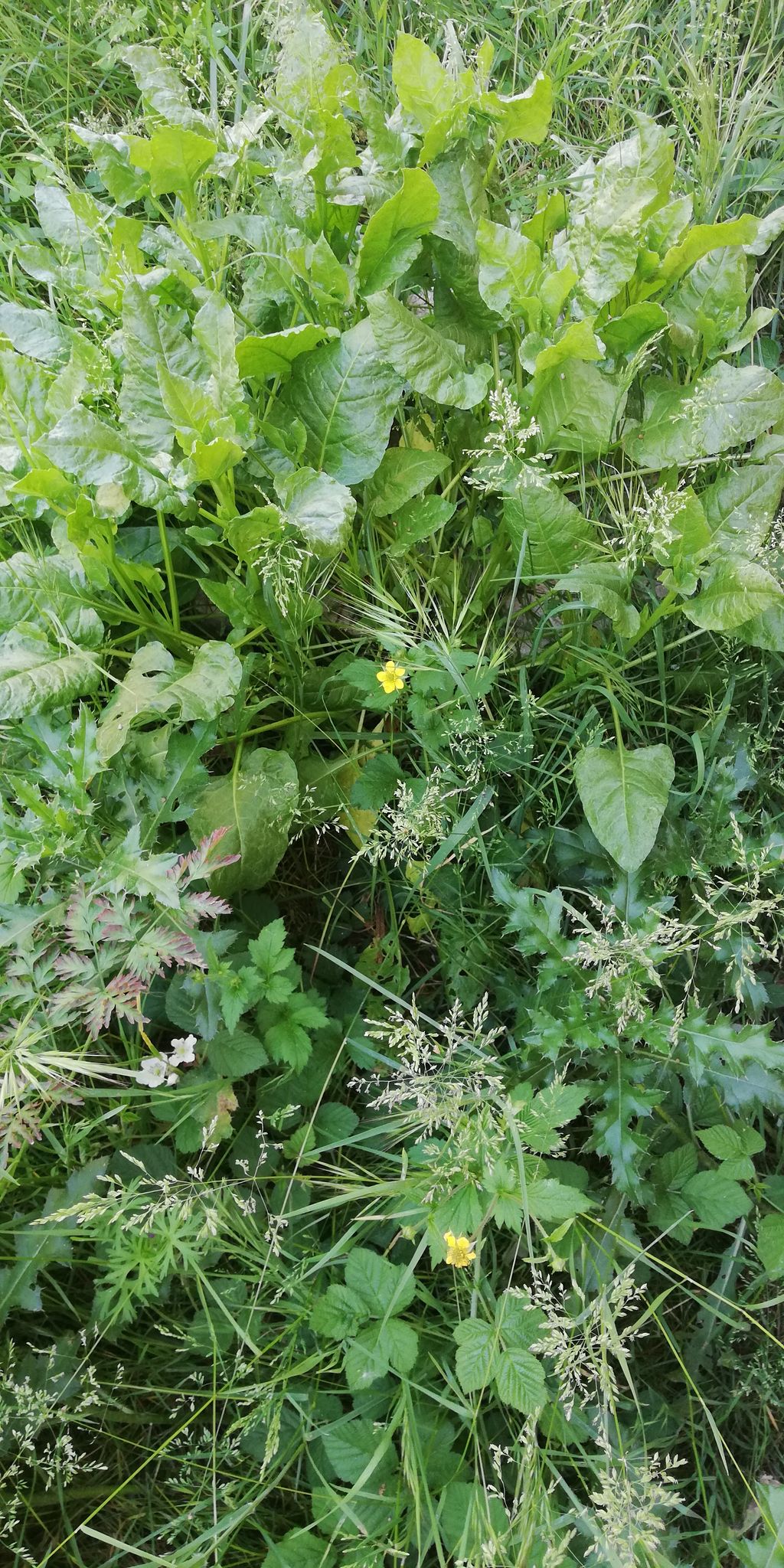 Annexe Biodiversité Montpellier_small.jpg