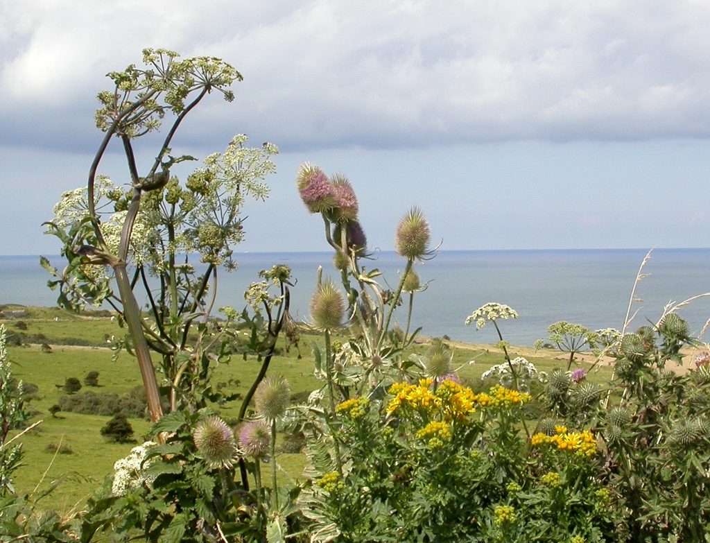 Annexe cap-blanc-nez-5.jpg