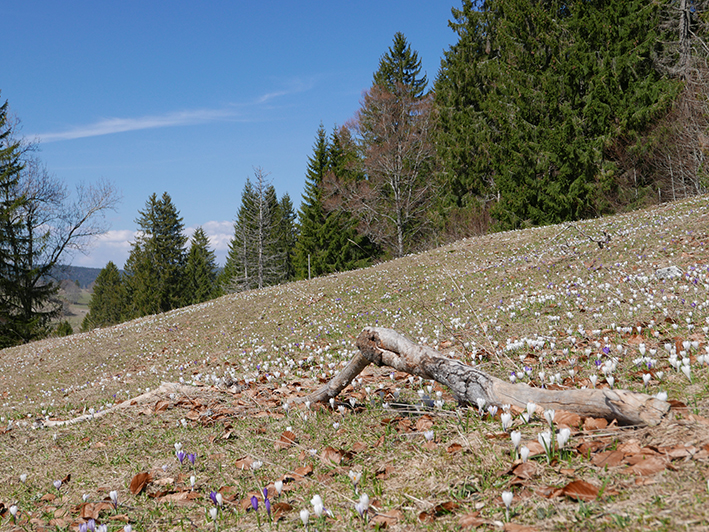 Annexe pâturageboisésJura.jpg