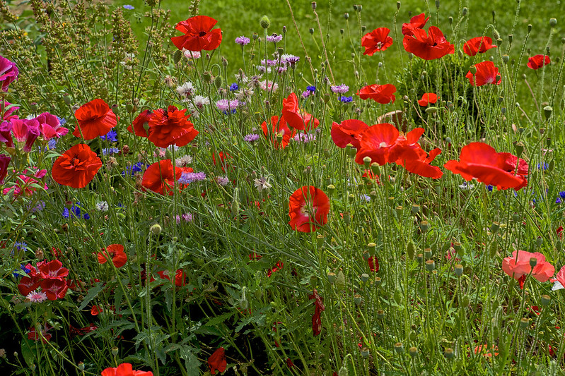 Annexe S1 flickr - Lesphotosdedanie -Nice, juillet 2016 - httpswww.flickr.comphotoslesphotosdedaniel 2.jpg