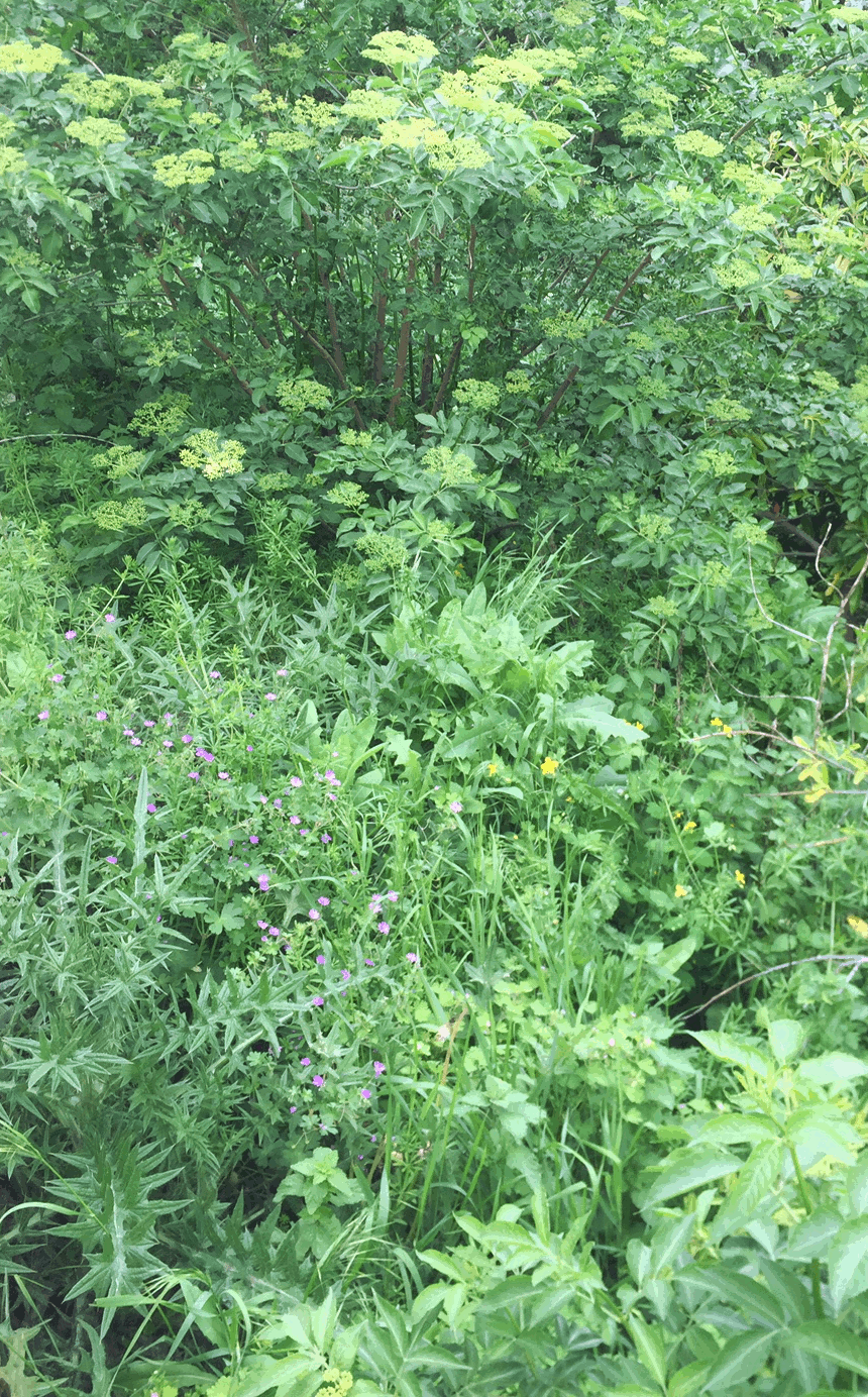 Annexe tela biodiversite4.gif