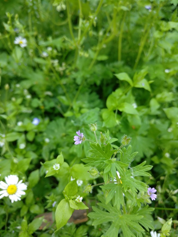 Annexe diversité dans un parc.jpg