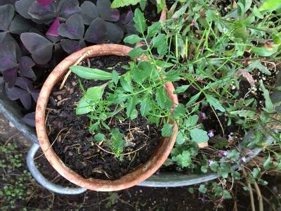 Annexe Plantes jardin.jpg