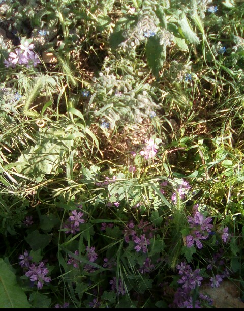 Annexe IMG_20200505_174829_119.JPG