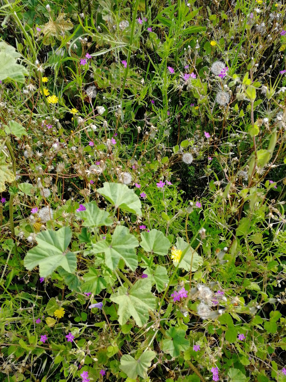 Annexe IMG_20200505_102839.jpg