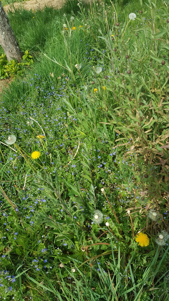 Annexe Prairie naturelle