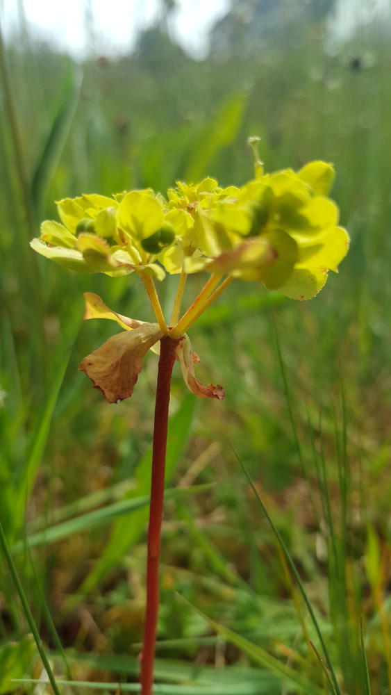 Annexe détail autre plante