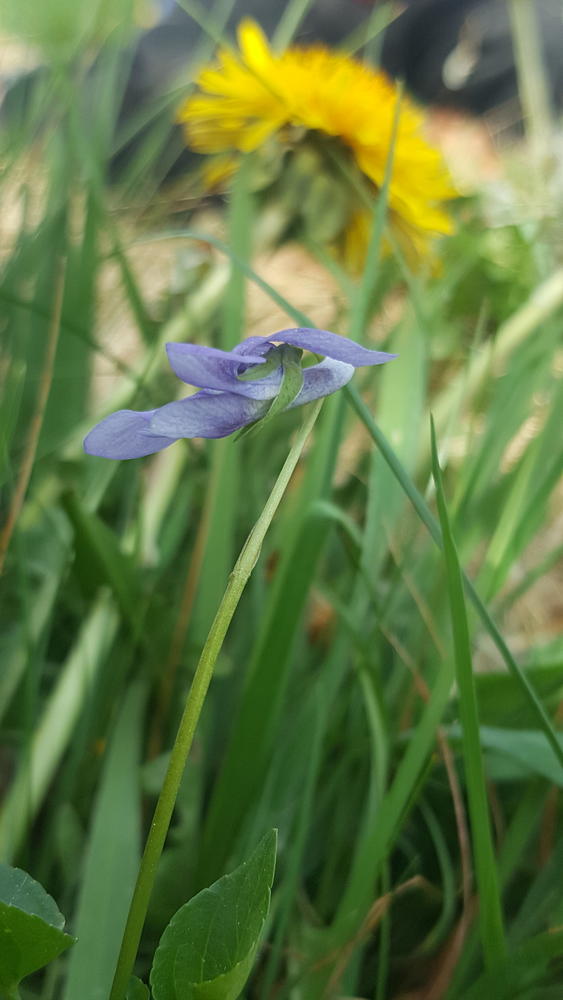 Annexe détail violette