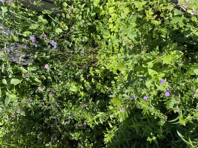 Annexe 875D8335-90D6-4CB8-98FA-73FDADCDE72B.jpeg