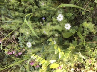 Annexe Biodiversité .jpeg