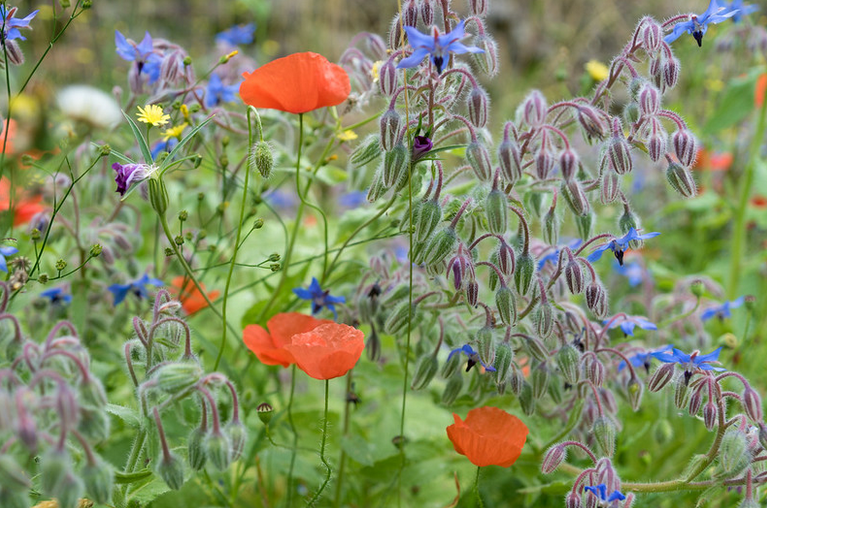 Annexe bouquet fleuri.PNG