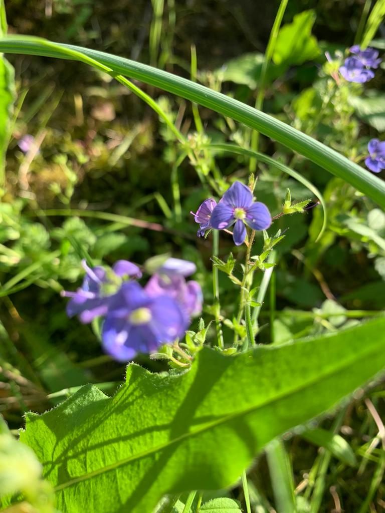 Annexe IMG-20200507-WA0007.jpg